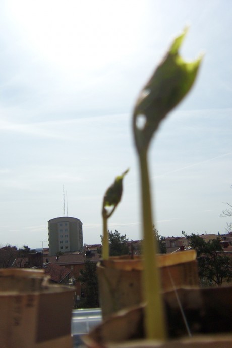 urban